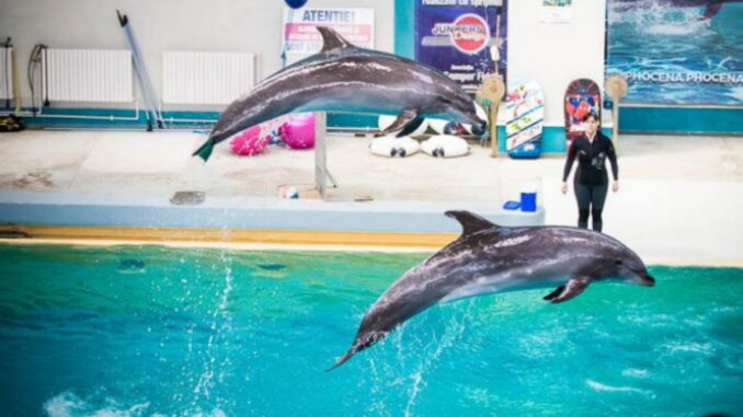 des dauphins robotiques
